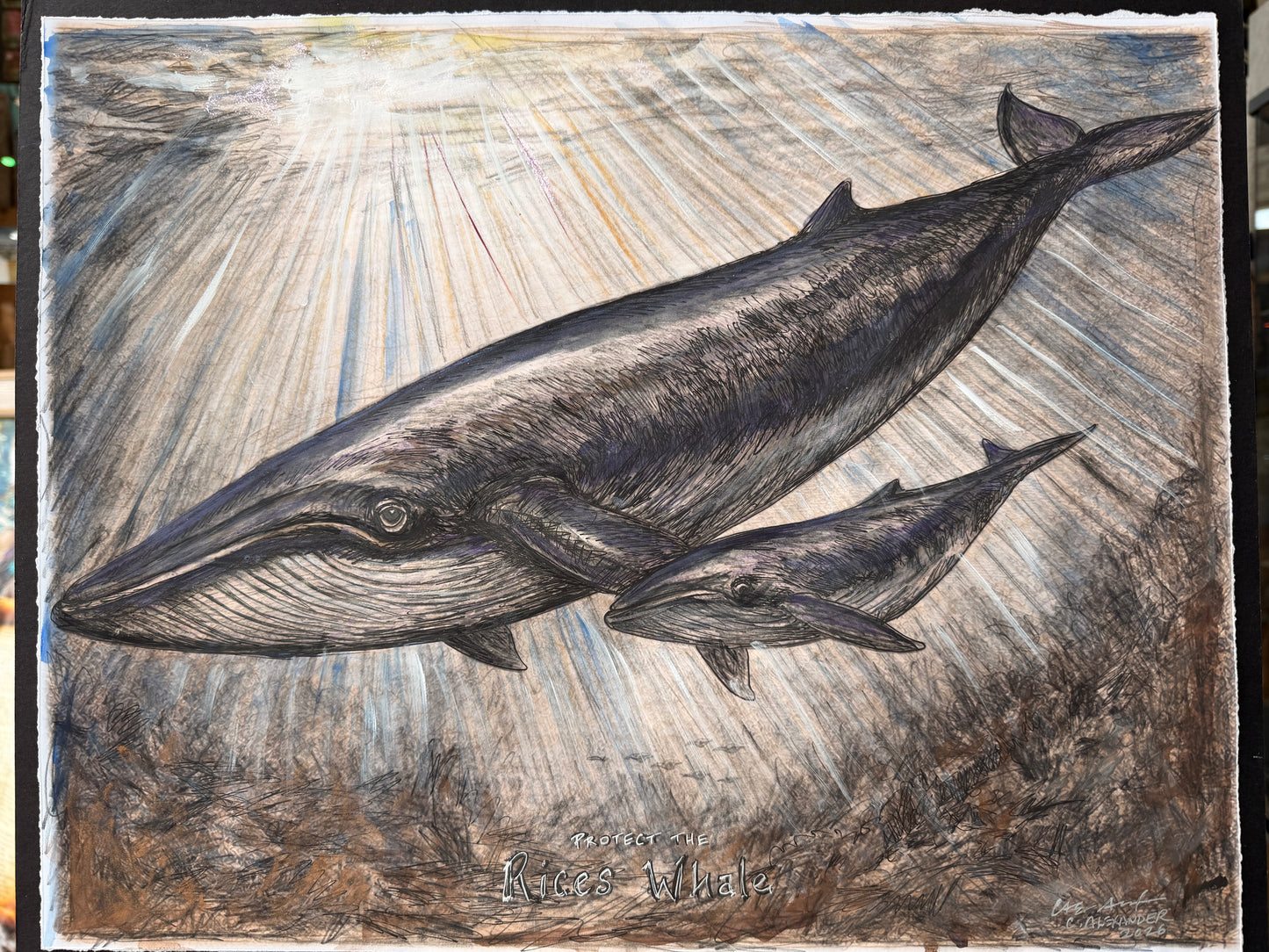 Protect Rice’s Whales