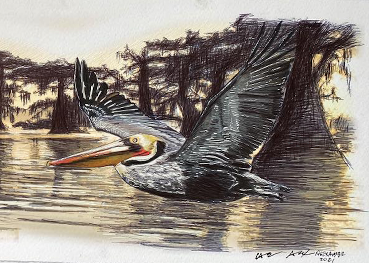 Pelican on the Bayou