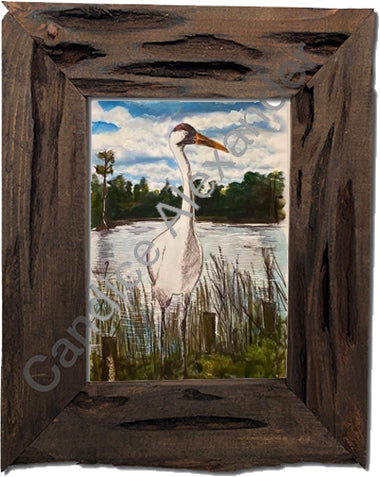 Candice Alexander, Alexander Art, Art, Louisiana, Lake Charles, Calcasieu Parish, Southwest, Gulf of Mexico, Swamp, Whooping Crane, Watercolors, Louisiana bayou, Louisiana Swamp