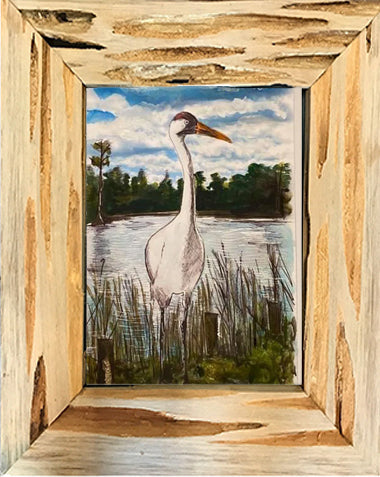 Candice Alexander, Alexander Art, Art, Louisiana, Lake Charles, Calcasieu Parish, Southwest, Gulf of Mexico, Swamp, Whooping Crane, Watercolors, Louisiana bayou, Louisiana Swamp