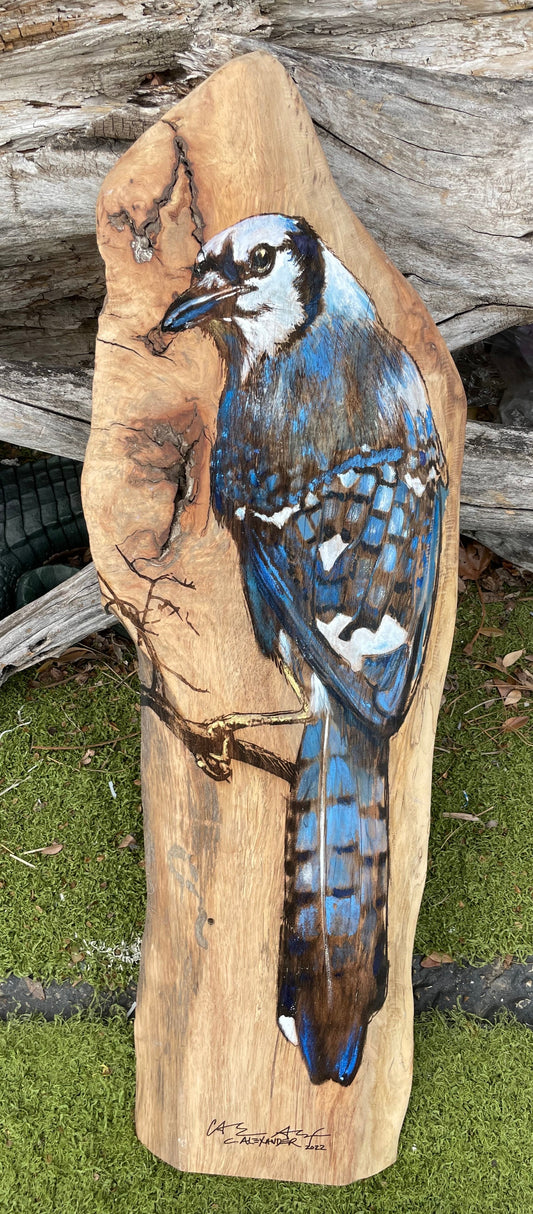 Bluejay Wood Engraving