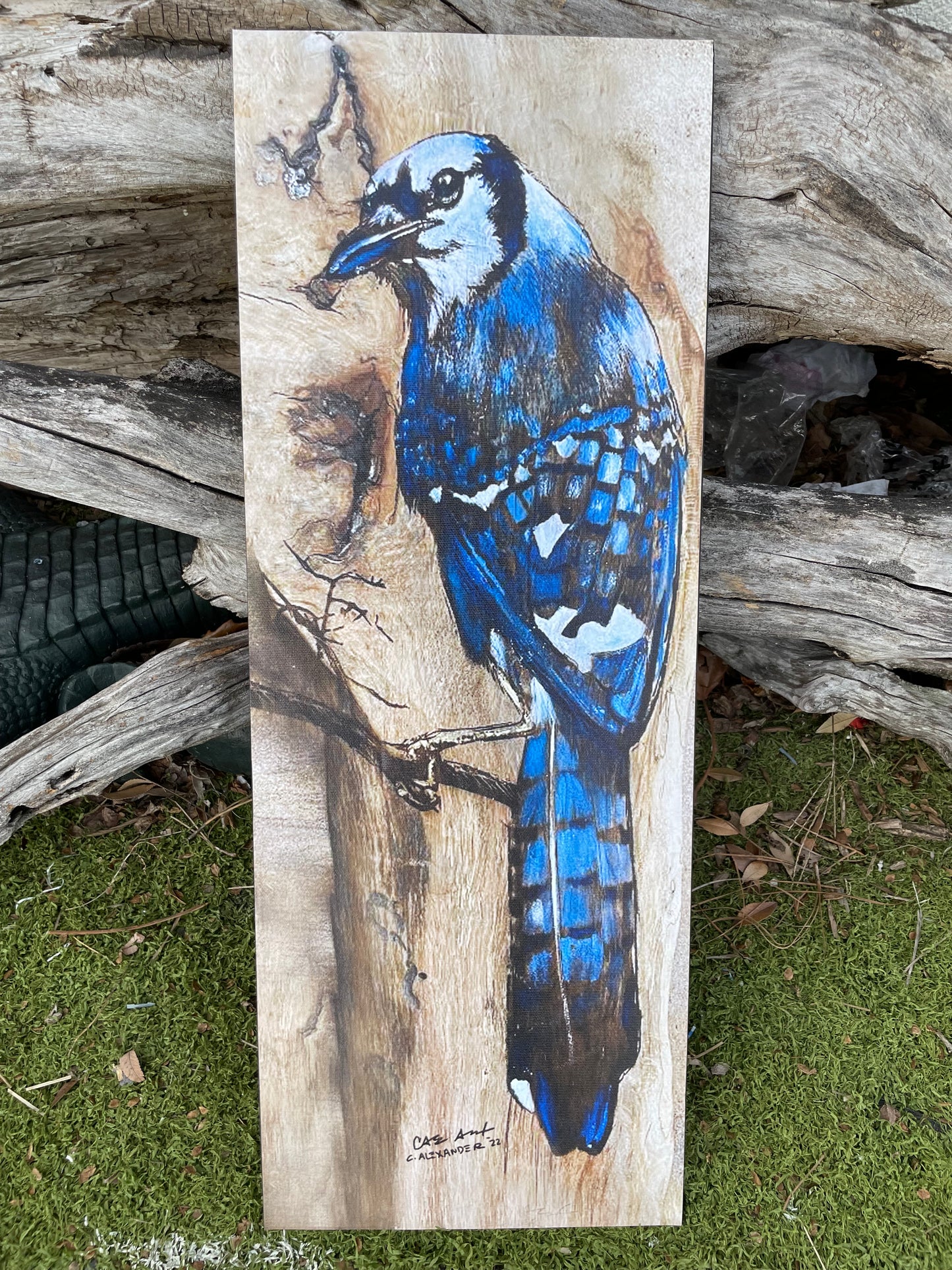 Bluejay Wood Engraving