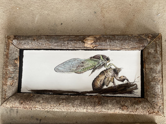 Candice Alexander, Alexander Art, Louisiana, Southwest Louisiana, Lake Charles, Locust