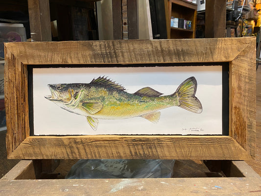 Michigan Walleye