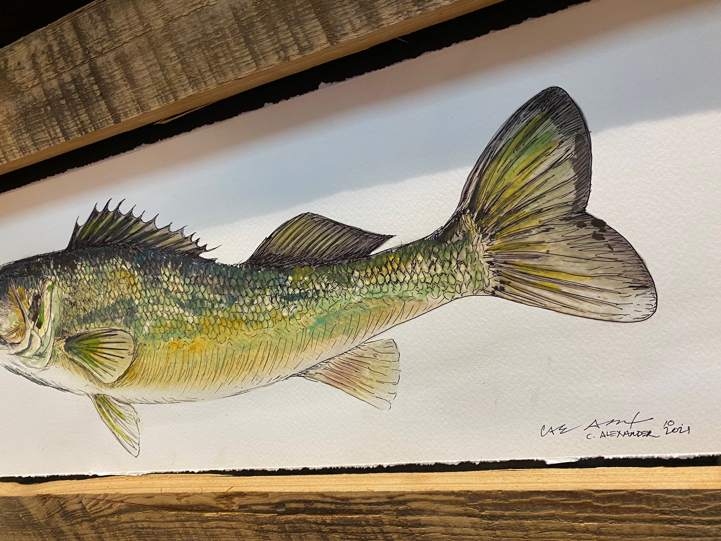Michigan Walleye
