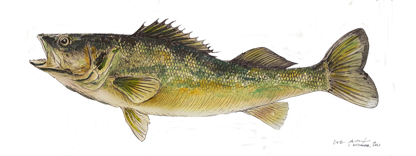 Michigan Walleye