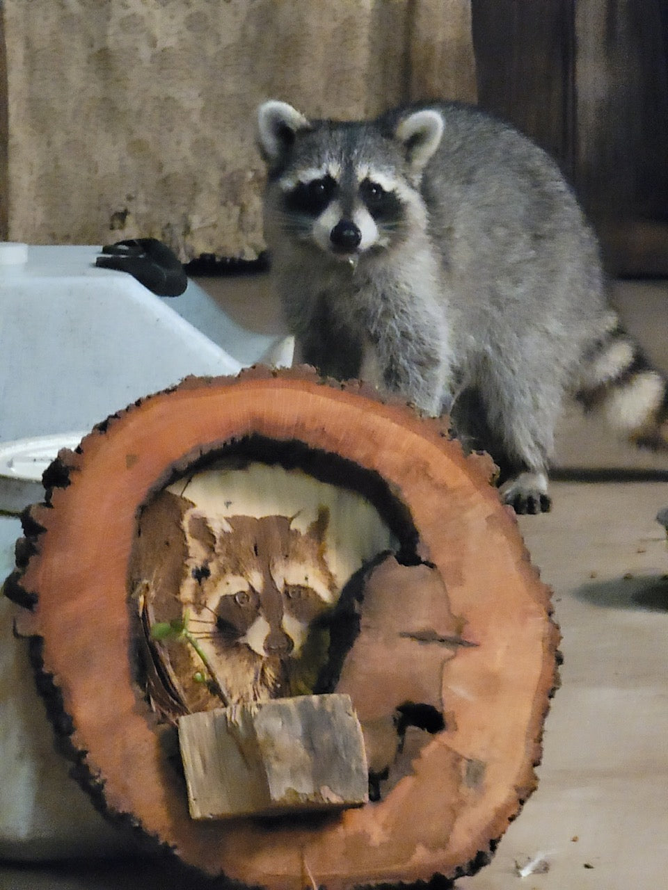 Raccoon Wood Engraving "One of a Kind"