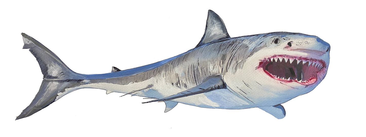 Shark