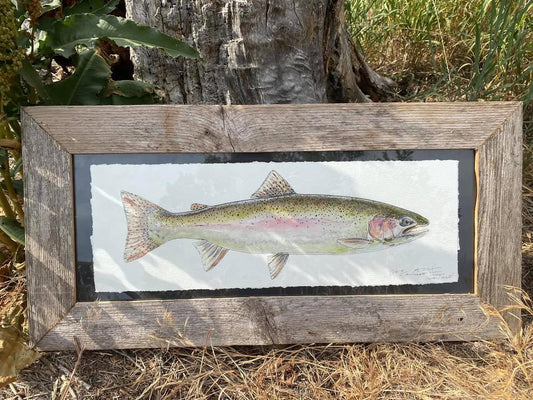 Candice Alexander, Alexander Art, Art, Louisiana, Lake Charles, Calcasieu Parish, Southwest, Rainbow Trout, Steamboat springs, Sketches, Yampa River, Colorado, Non-Native Fish