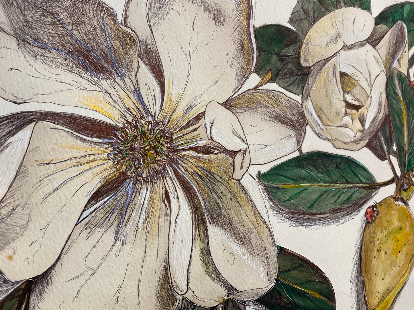 Louisiana Magnolia Study