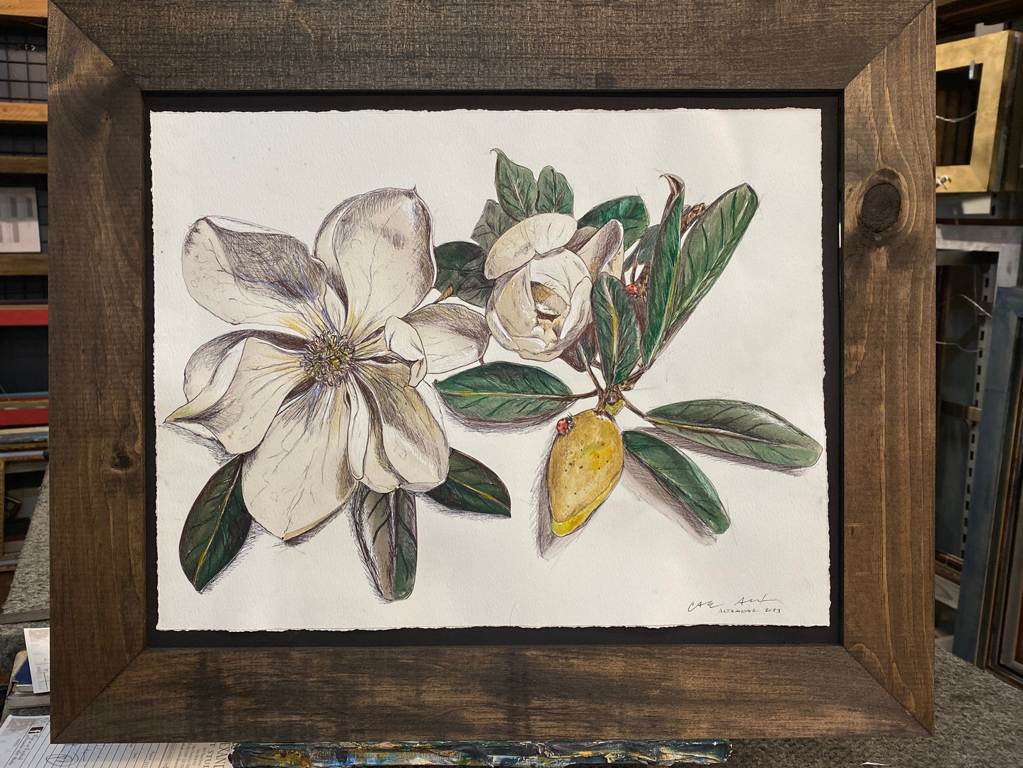 Louisiana Magnolia Study