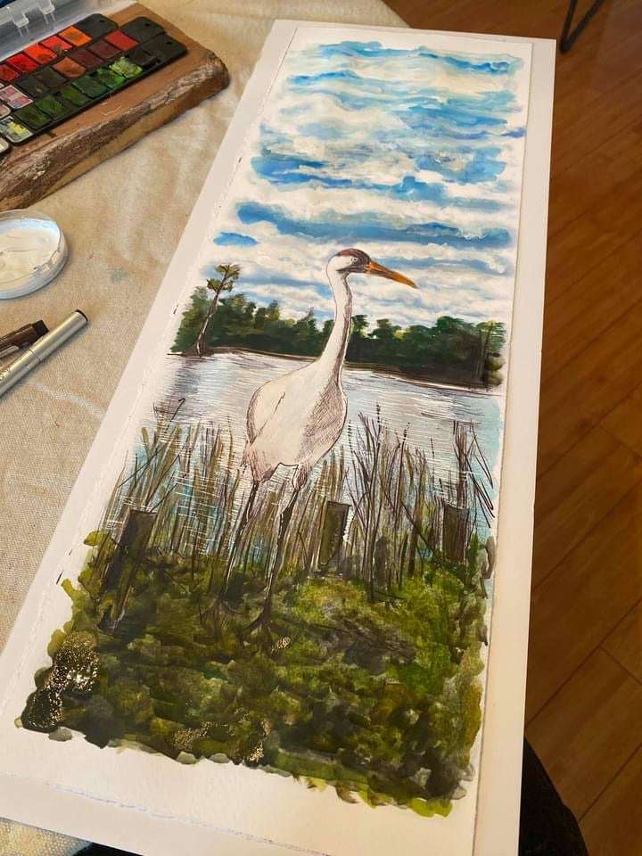 Candice Alexander, Alexander Art, Art, Louisiana, Lake Charles, Calcasieu Parish, Southwest, Gulf of Mexico, Swamp, Whooping Crane, Watercolors, Louisiana bayou, Louisiana Swamp