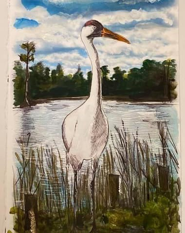 Candice Alexander, Alexander Art, Art, Louisiana, Lake Charles, Calcasieu Parish, Southwest, Gulf of Mexico, Swamp, Whooping Crane, Watercolors, Louisiana bayou, Louisiana Swamp