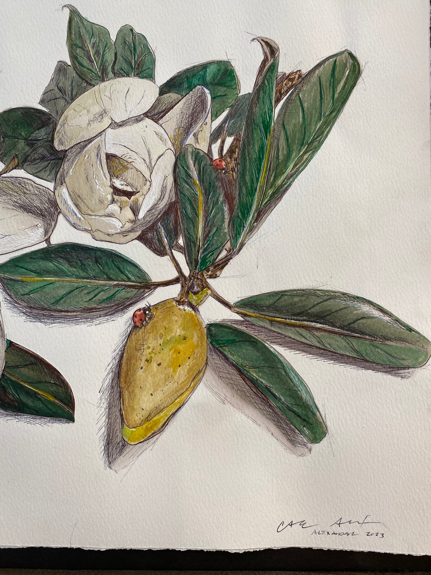 Louisiana Magnolia Study