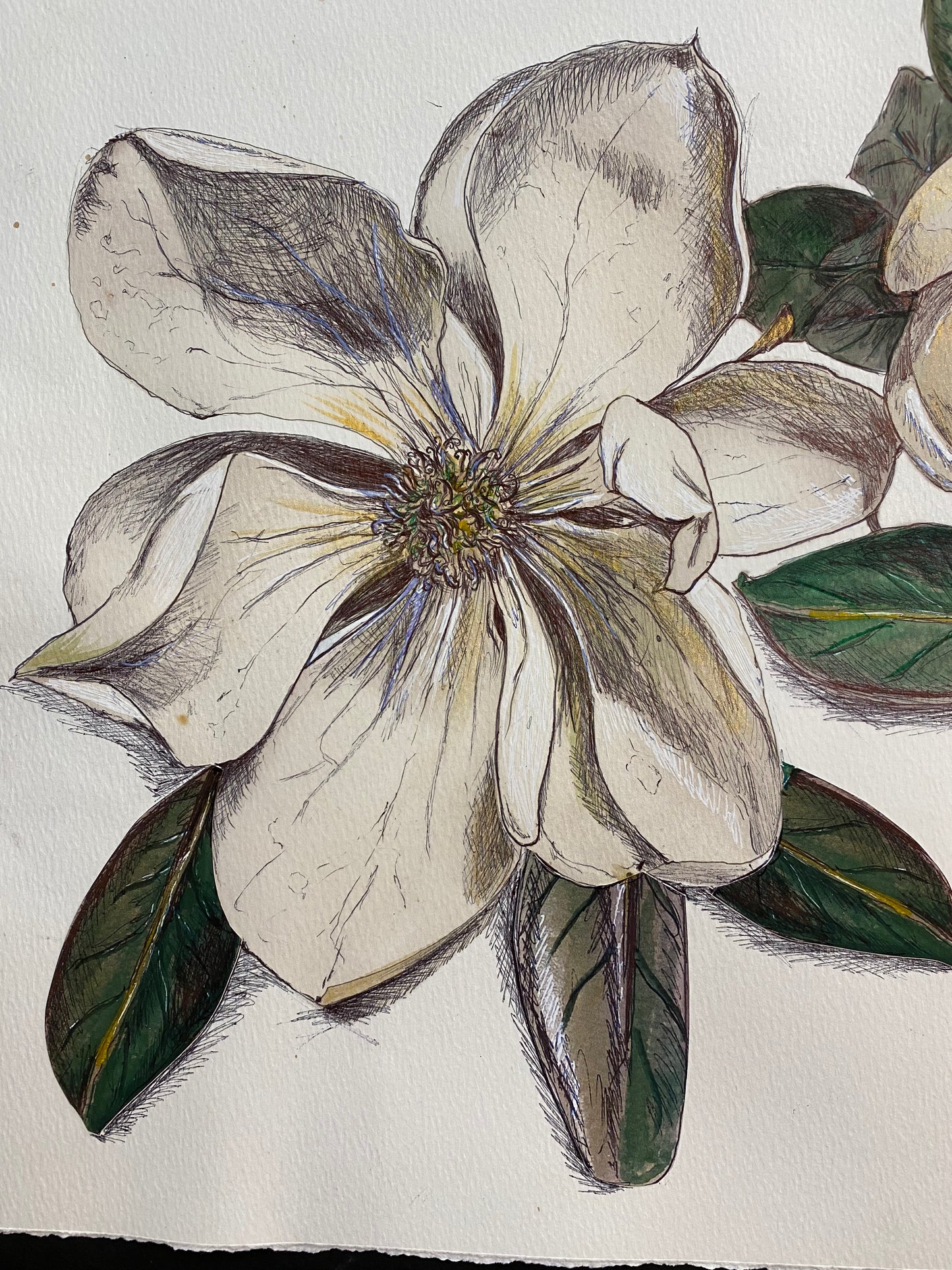 Louisiana Magnolia Study