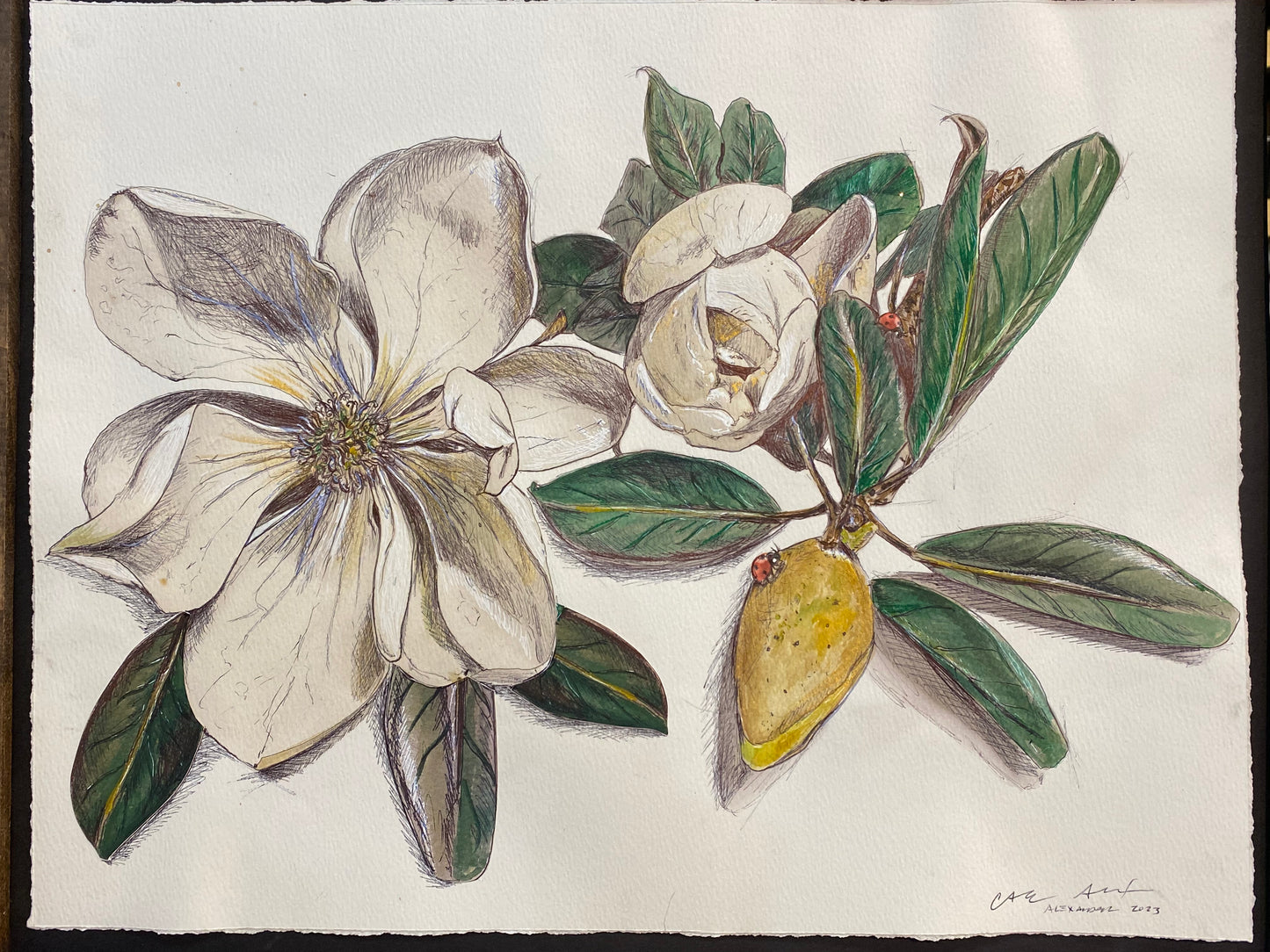 Louisiana Magnolia Study