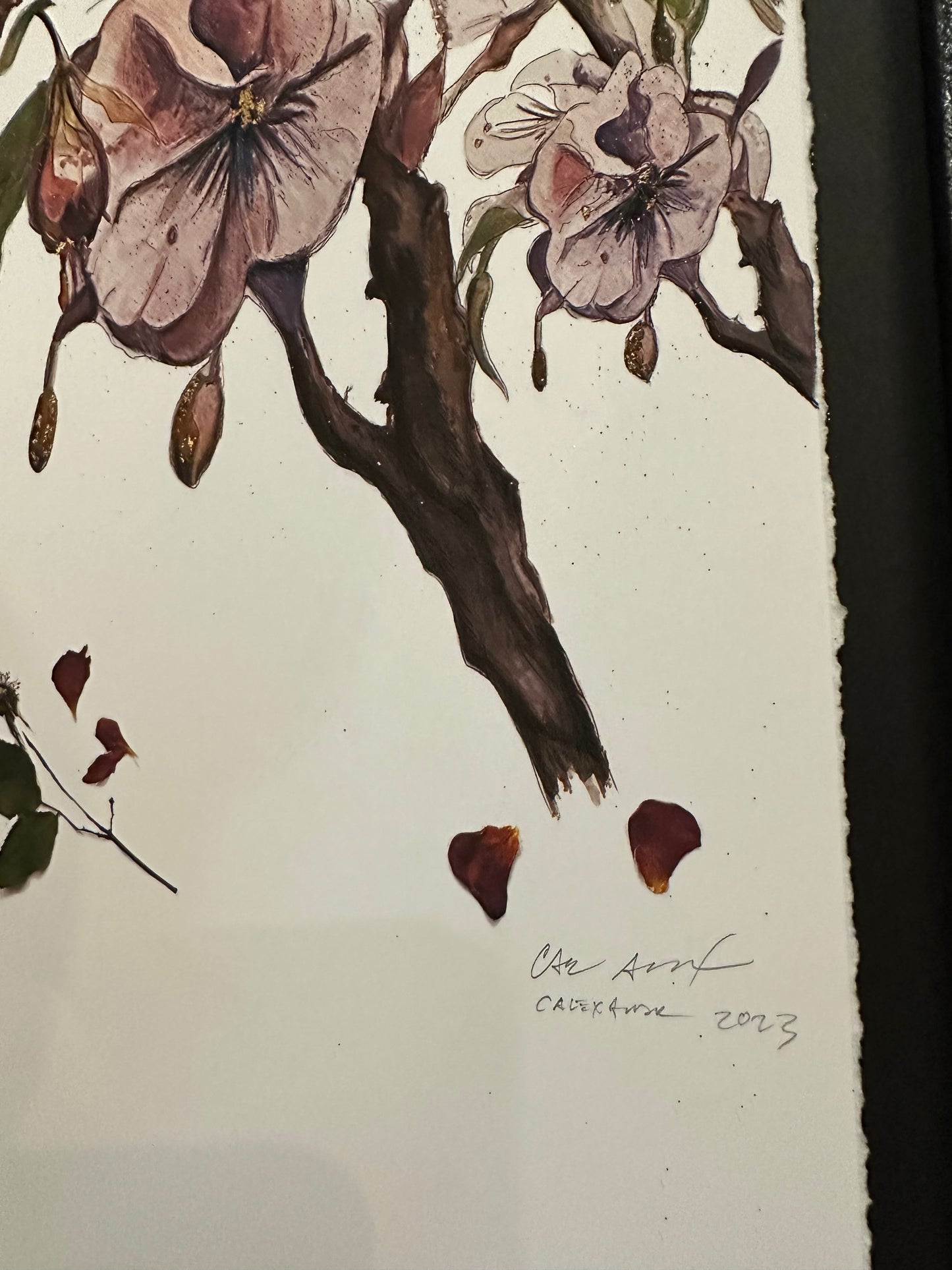 Hummingbird Study - Limited Edition of 200