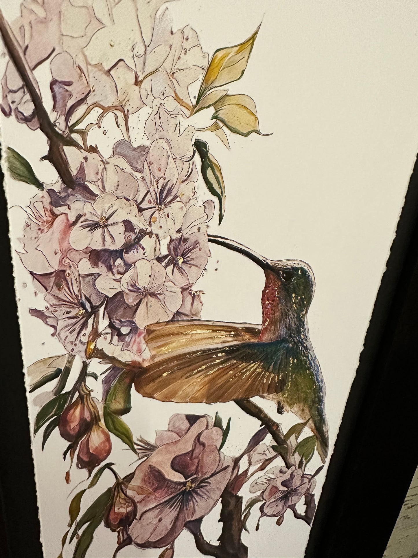 Hummingbird Study - Limited Edition of 200