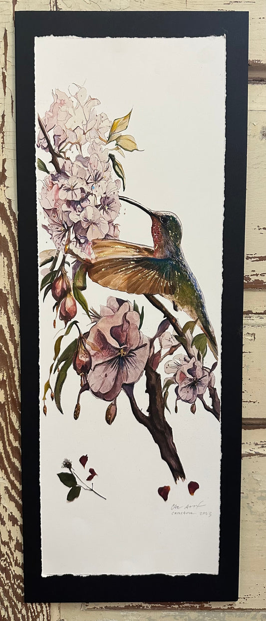 Hummingbird Study - Limited Edition of 200