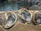 Stella Maris, Star of the Sea Oysters