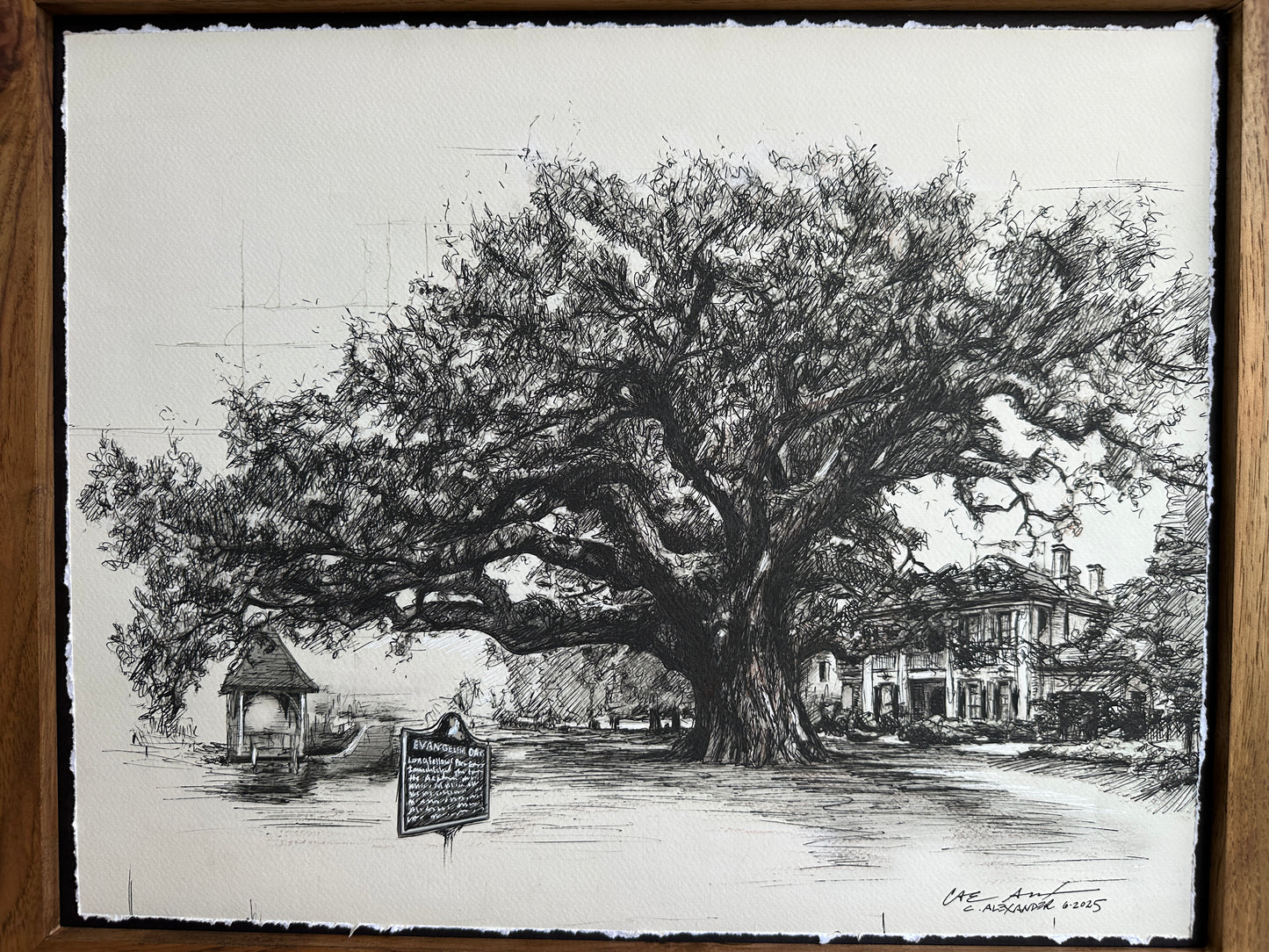 Evangeline Oak
