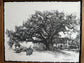 Evangeline Oak