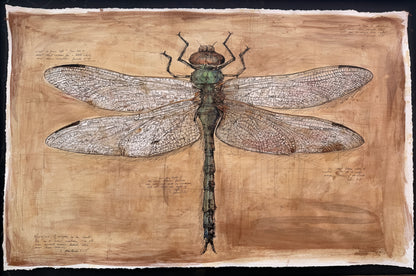 Lift Me in the Light (Dragonfly)