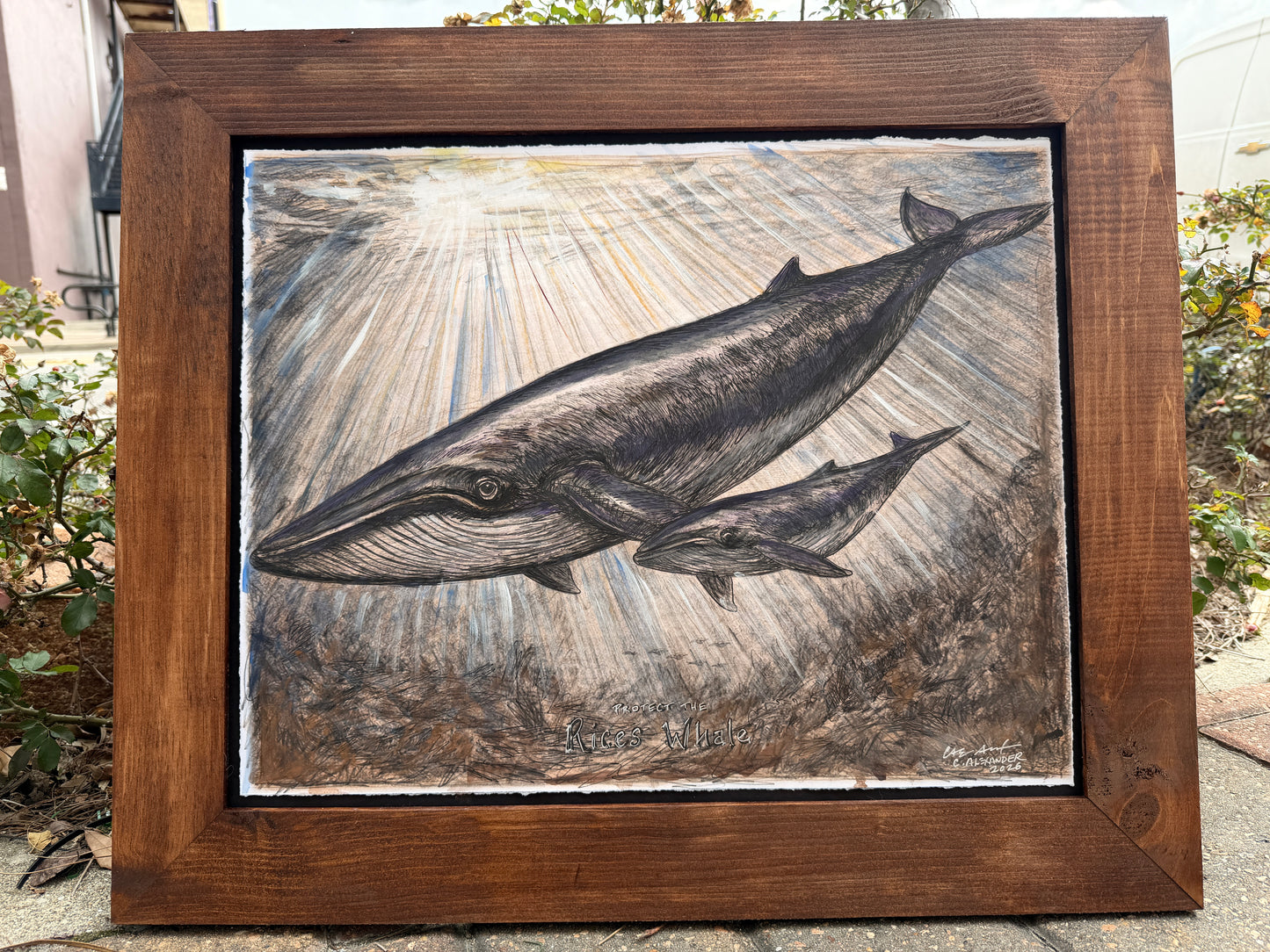 Protect Rice’s Whales