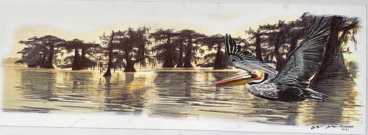 Pelican on the Bayou