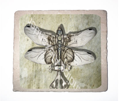 Dragonfly Antique