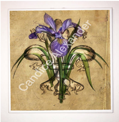 Purple Iris