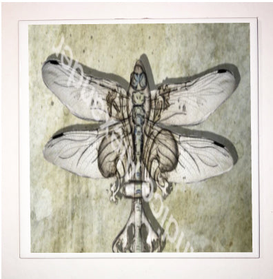 Dragonfly Antique