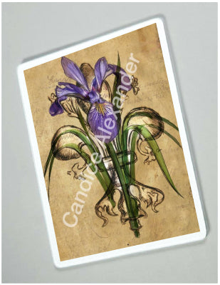 Purple Iris