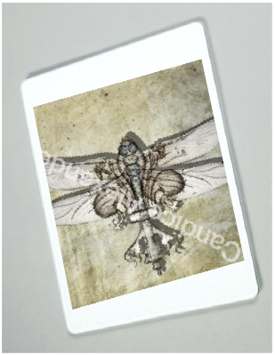 Dragonfly Antique