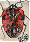 Harlequin Stinkbug