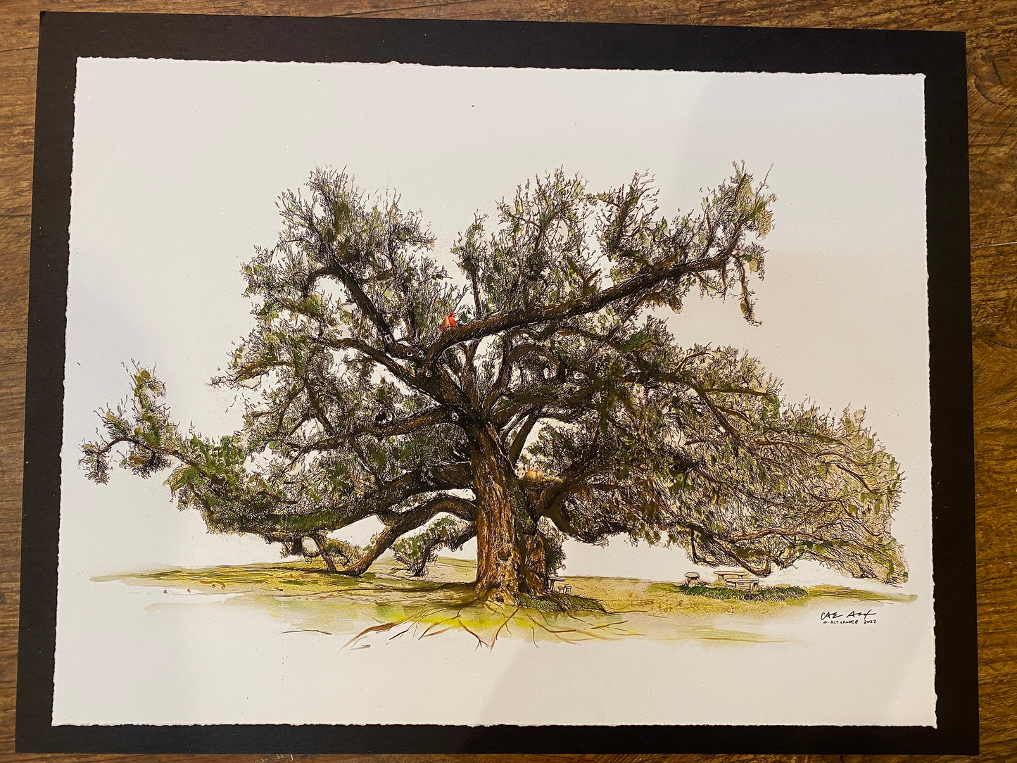 Majestic Sallier Oak