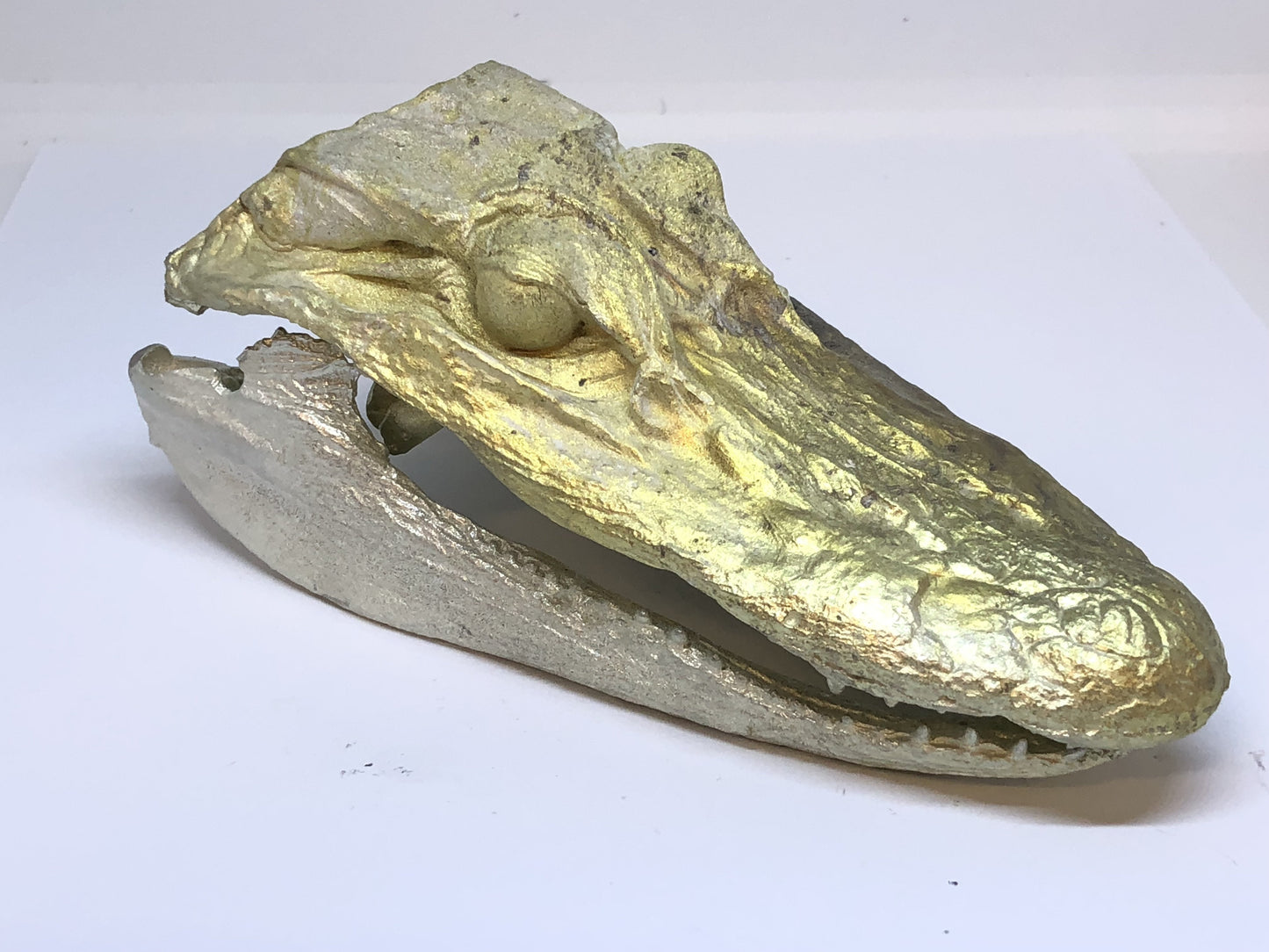 Alligator Head