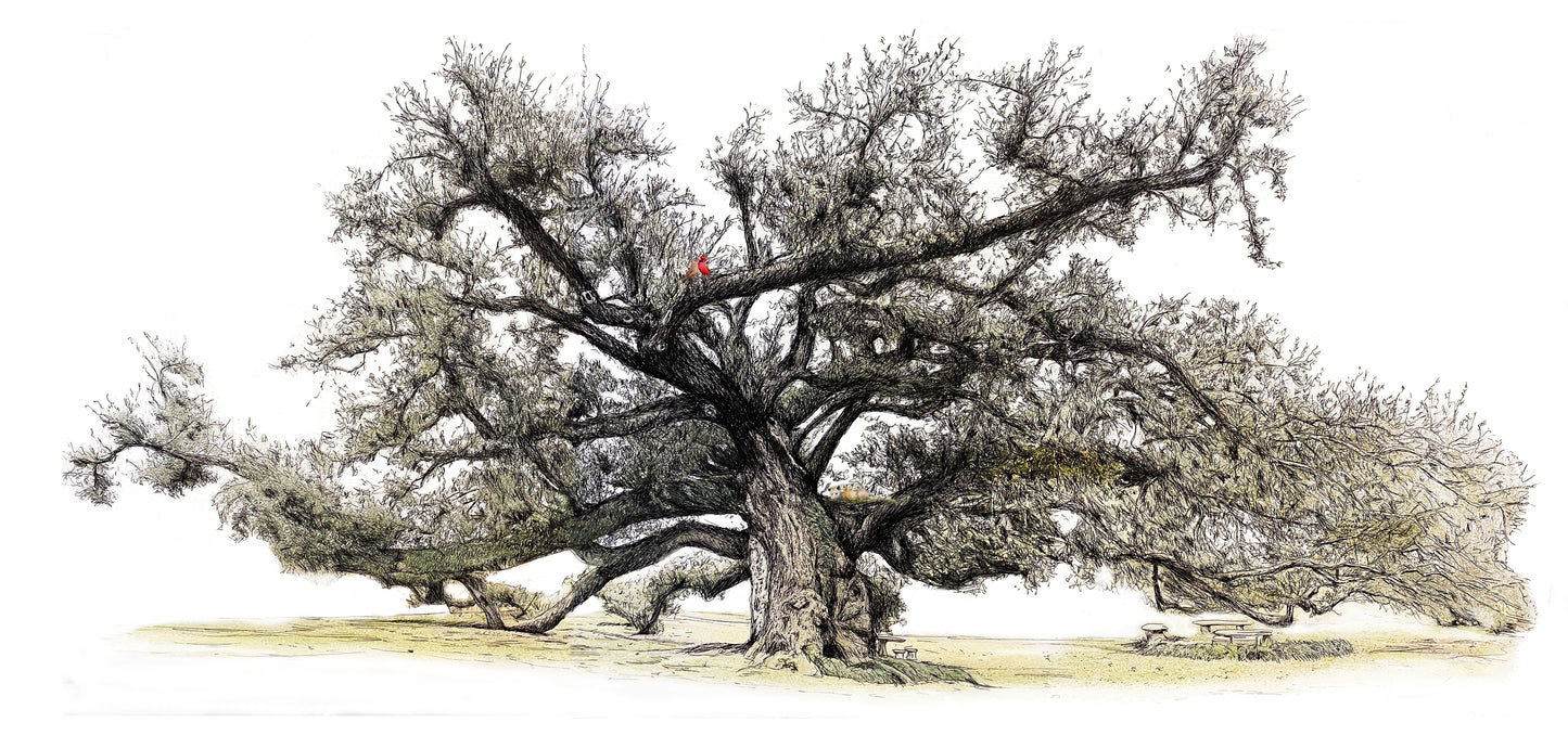 Majestic Sallier Oak