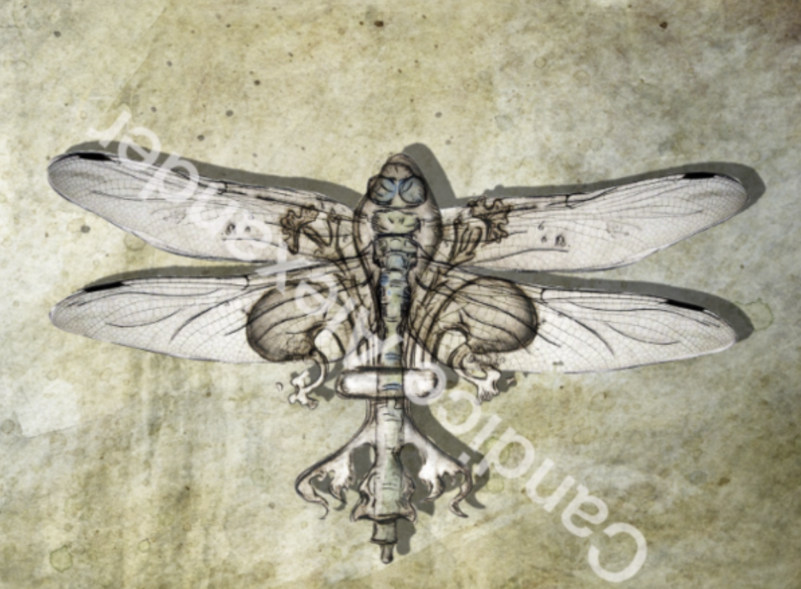 Dragonfly Antique