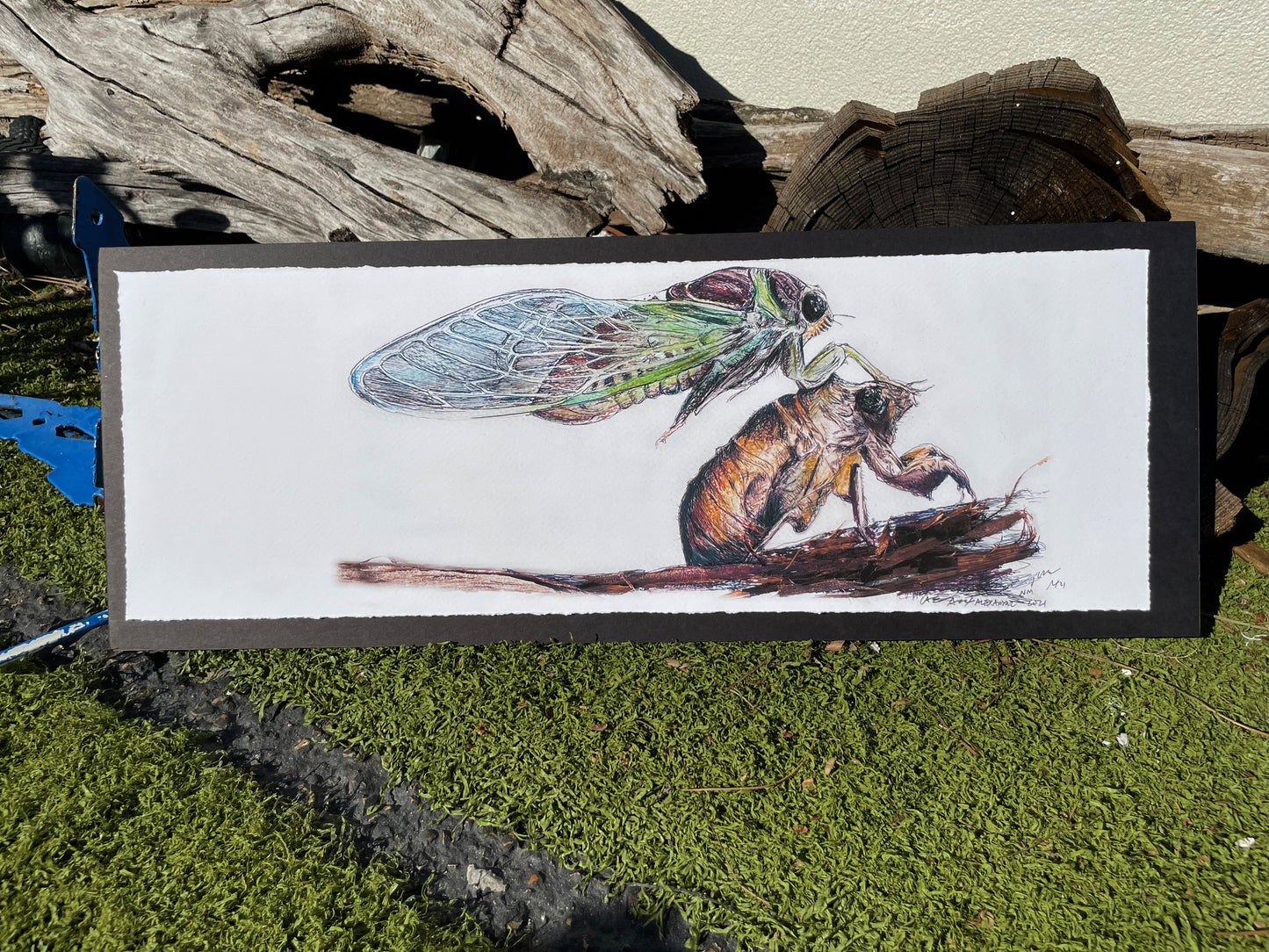 Cicada Locust
