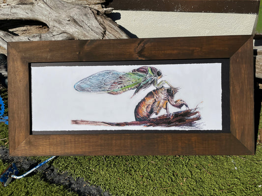 Cicada Locust