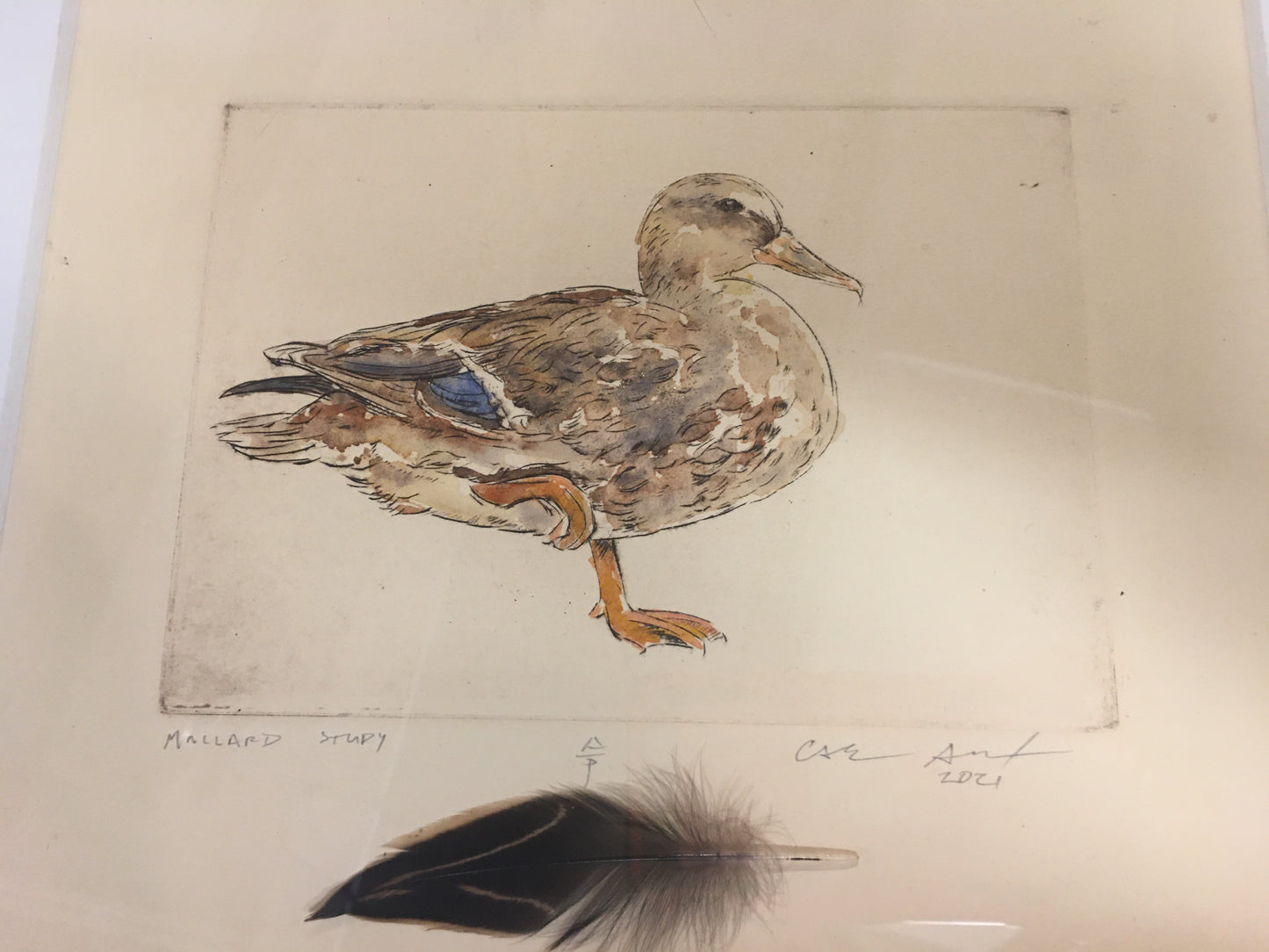 Female Mallard Duck Copper Plate Engraving_Watercolor